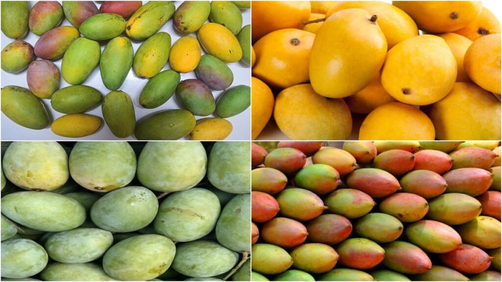 types of mangoes in india